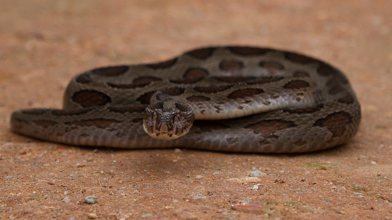 Russell's Viper