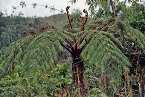 Baumfarn am Wegrand  