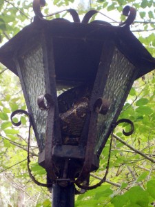 Boa in der Laterne   