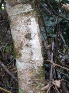 Leaftail Gekko  
