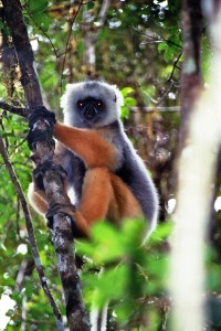 Diamant-Sifaka  