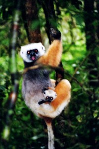 Diamant-Sifaka       