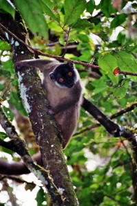 Brauner Lemur    