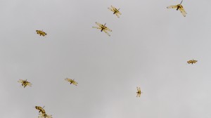 MG 0834